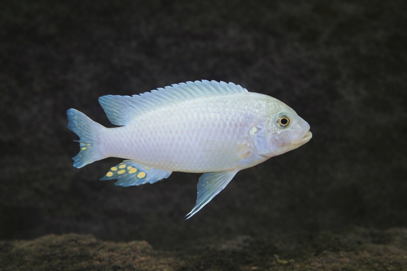 Maylandia callainos 'Mphanga Rocks'